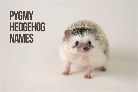 Hedgehog Names 89+ Best Ideas For Your Hedgie - PetShoper