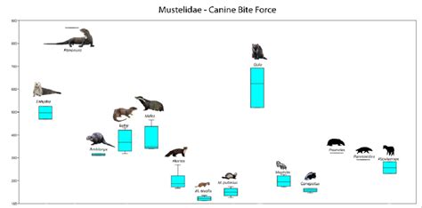 Comparison of canine bite force of extant genera of mustelids with the ...