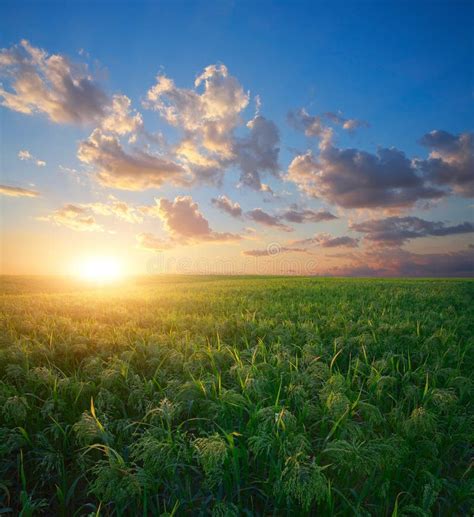 Millet field (sorghum) stock image. Image of landscapes - 75762937