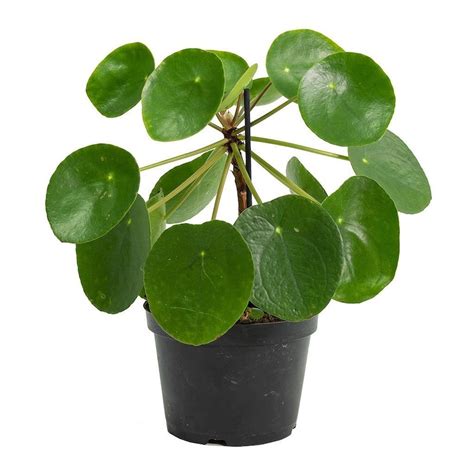 Pilea Peperomioides chinese Money Plant / Ufo - Etsy