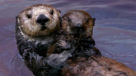 Sea Otter Pup Holding Hands