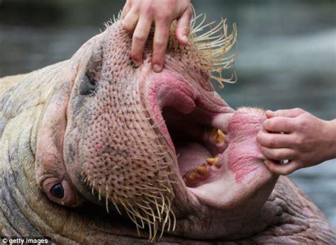 Baby walrus gets its teeth inspected as German zoo gives young ...