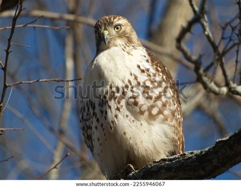 Juvenile Red Tailed Hawk Images: Browse 588 Stock Photos & Vectors Free ...