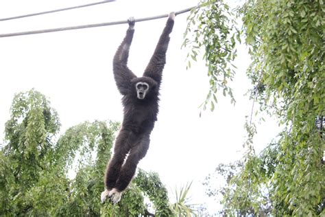 Transforming Gibbons' Commutes: Researching Canopy Bridges in ...