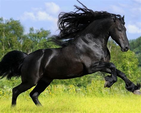 Arabian | Horse Breed | Information and Pictures - Amazing Pets For You