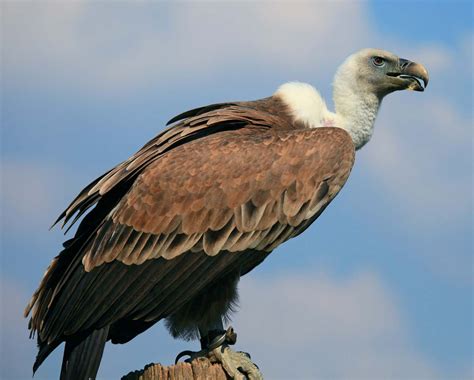 Vulture | Characteristics, Species, & Facts | Britannica