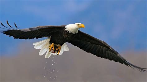 Bald Eagle Desktop Wallpapers - Wallpaper Cave