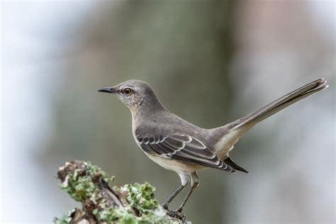 Top 10 Interesting Facts About The Northern Mockingbird