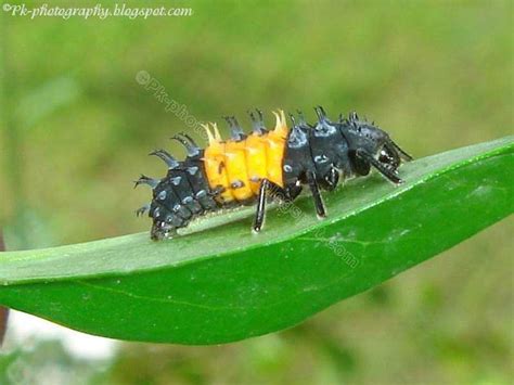 Ladybug Larvae | Nature, Cultural, and Travel Photography Blog