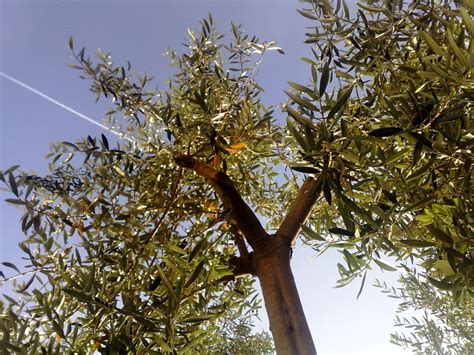 Olive Tree Care » Keeping It Happy & Healthy