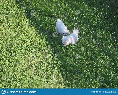 Bichon Frise dogs stock image. Image of green, fluffy - 184004991