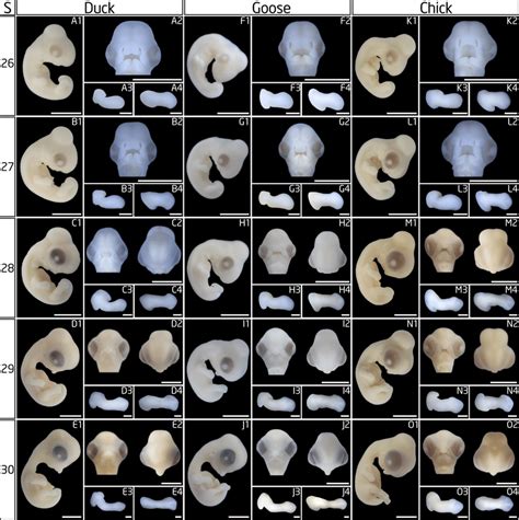 Embryonic development of the duck, goose, and chicken at stages 26 to ...