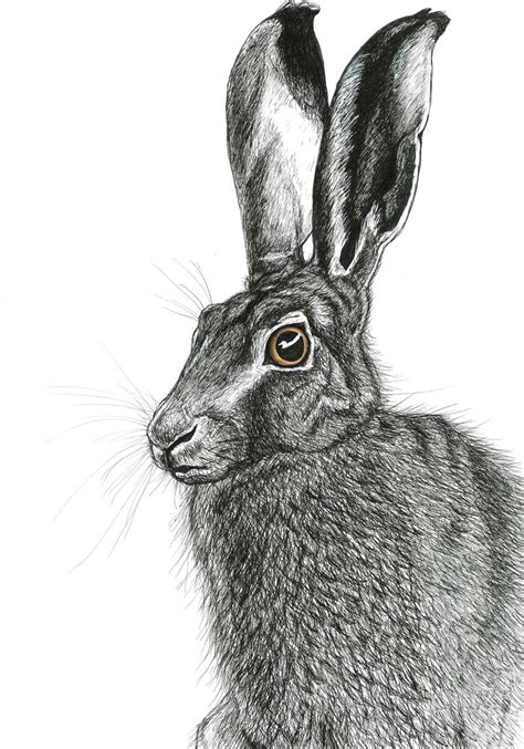 The Hare: pen drawing by TheLittleWren on DeviantArt