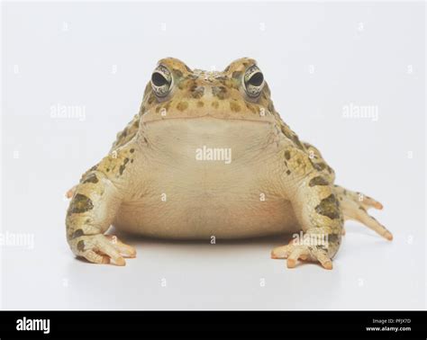 European Common Frog (Rana temporaria), front view, close up Stock ...