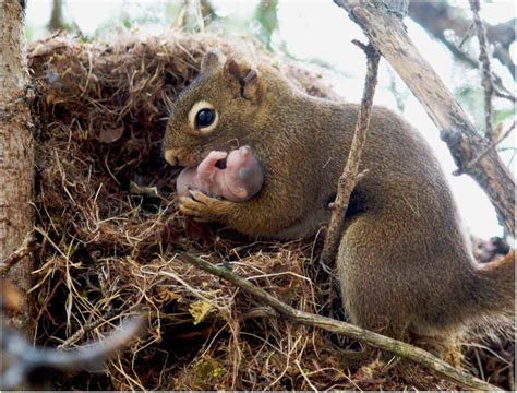 Female red squirrel prepares to move a juvenile between nests ...