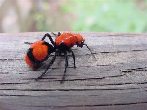 Velvet Ants Sting, Male, Blue, White, Eastern and their Habitat ...