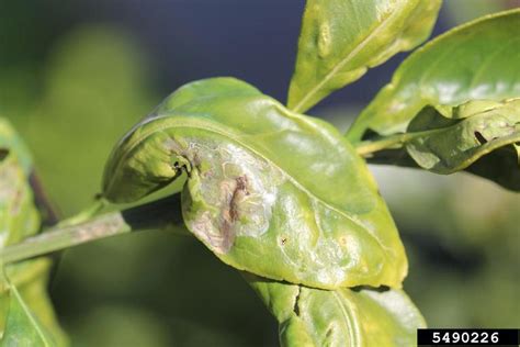 Citrus Diseases - Texas Plant Disease Handbook