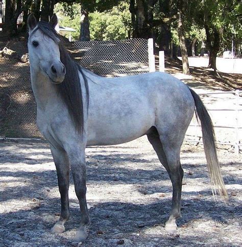 Caspian Horse Breed Information, History, Videos, Pictures