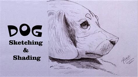 Dog Sketch and Shading : Pencil Drawing - Speed Art - YouTube