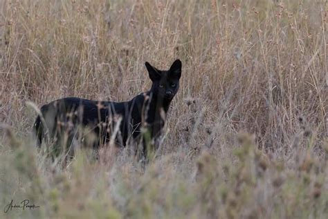 I had an incredible sighting of a melanistic Serval Cat not far from ...