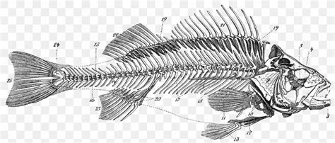 Bony Fishes Skeleton Bone Fish Anatomy, PNG, 1762x754px, Bony Fishes ...