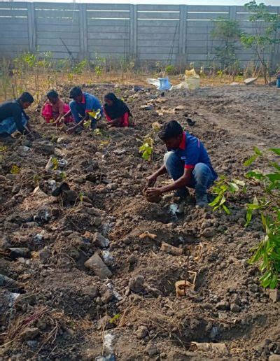 Our Tree Planting & Afforestation Projects - Forest Creators