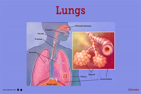 Lungs (Human Anatomy): Picture, Function, Diseases, Treatment and More