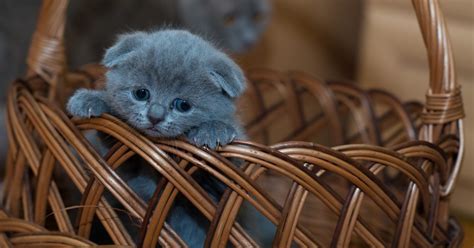 Why Do Kittens Cry? Common Reasons and How to Deal | PawTracks