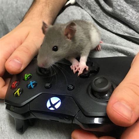 My gaming mouse : r/funny