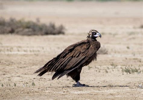 Vulture Symbolism: 20 Spiritual Meanings Of Vulture