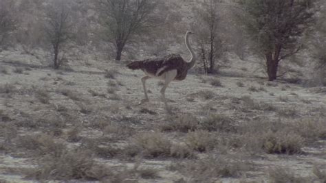 ostrich running full speed across frame Stock Footage Video (100% ...