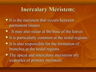 Meristem | PPT