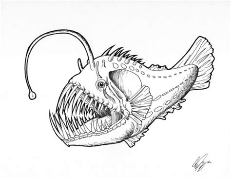 Angler Fish Anatomy - anatomy diagram source