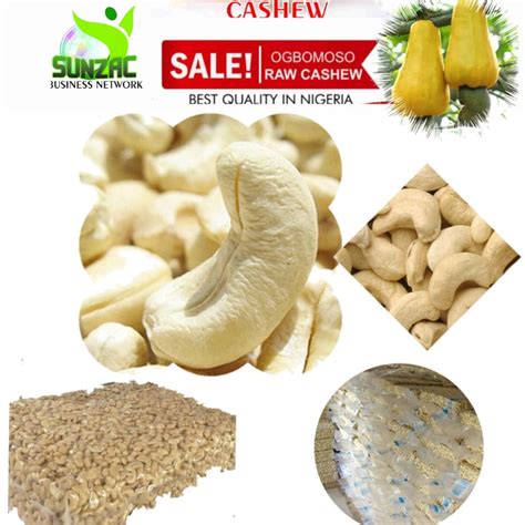 Cashew Season Is Back Again - Agriculture - Nigeria