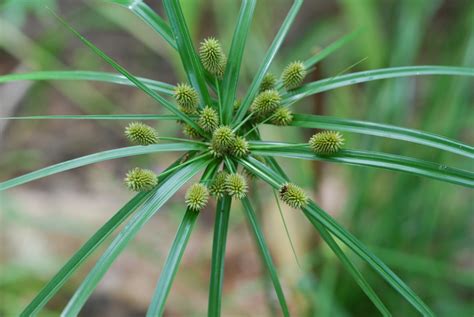 African Plants - A Photo Guide - Cyperus cyperoides (L.) Kuntze