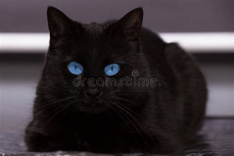 Gato Negro Con Los Ojos Azules Profundos Imagen de archivo - Imagen de ...