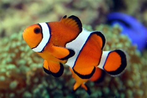 10 Facts about Clownfish - Fact File