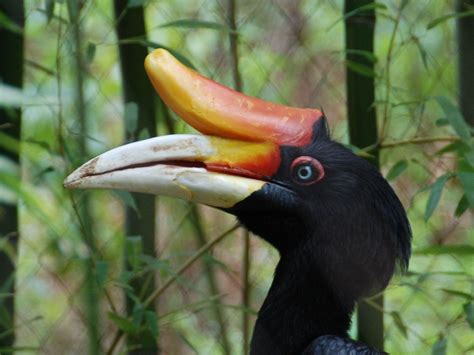 The Online Zoo - Rhinoceros Hornbill