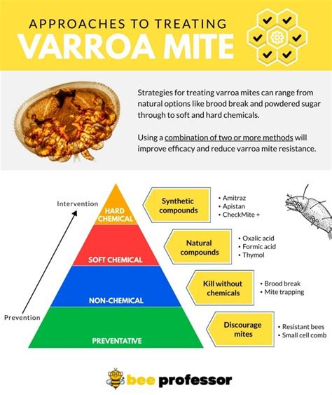 The Essential Guide To Varroa Mite Treatment Bee Professor