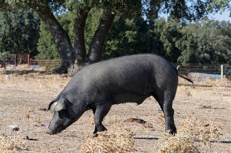 Iberain Pig Closeup Iberian Pig Eating Acorns In The Meadow Stock Photo ...