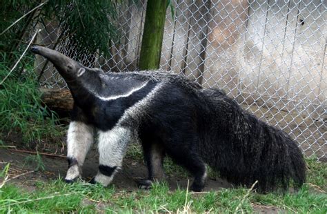 Funny Giant Anteater | Funny Images Show