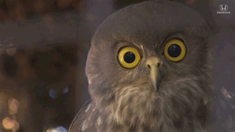 Owl-stare GIFs - Get the best GIF on GIPHY