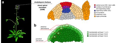 Root Apical Meristem And Shoot Apical Meristem