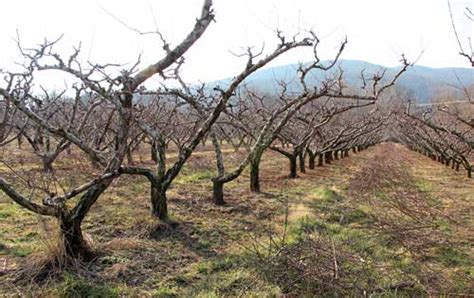 How to Prune a Peach Tree - Crozet Gazette