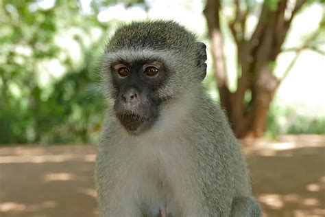 Vervet Monkey | The Animal Facts | Appearance, Diet, Habitat, Lifespan