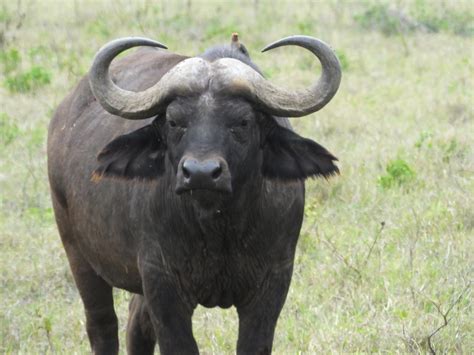 African Cape Buffalo | SIMILAR BUT DIFFERENT IN THE ANIMAL KINGDOM