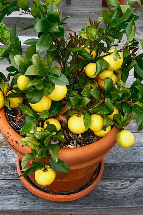 Your Guide to Growing Fruit Trees Indoors in Pots - Birds and Blooms