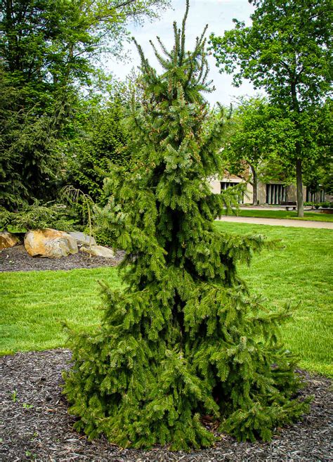 Weeping Serbian Spruce For Sale Online | The Tree Center