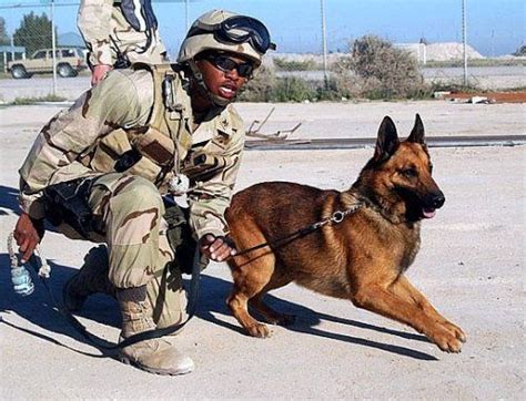 Animals in the military — Encyclopedia of safety