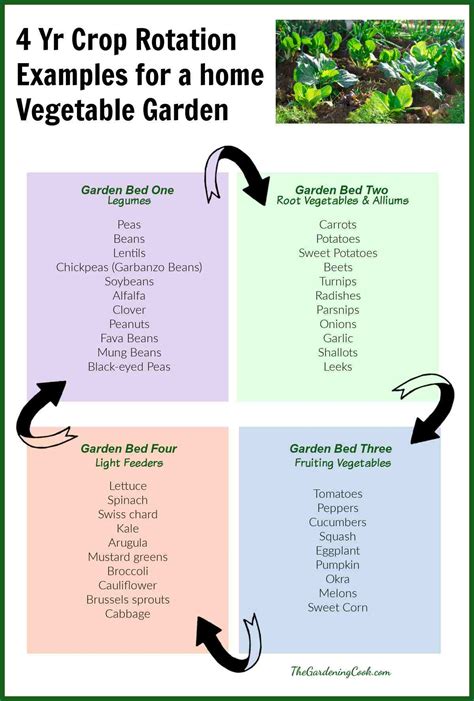 What is Crop Rotation? - Tips for Vegetable Rotation Planting